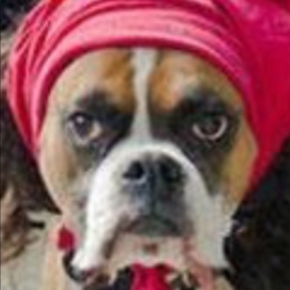 Meet your Posher, Arya - Picture 1 of 1